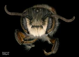   Chalepochile tacanensis  male face, photo: Chelsey Ritner 
