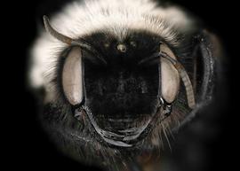   Trichothurgus dubius  female face, photo: C. Ritner 
