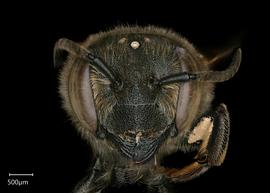   Chalepochile tacanensis  female face, photo: Chelsey Ritner 
