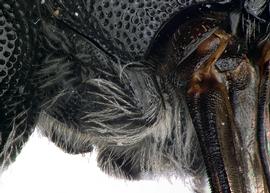   Protosmia capitata  female pronotal lobe vertically carinate, photo: C. Ritner 
