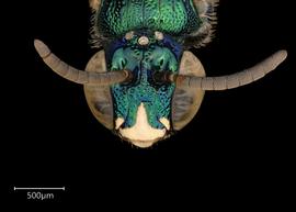   Ceratina  sp. male face, photo: Joshua Hengel 
