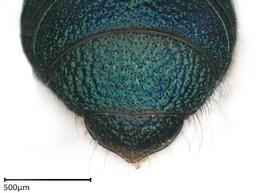   Ceratina sp.  male abdomen. photo: Joshua Hengel 
