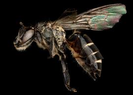   Apis andreniformus  female lateral, photo: T. Brady 
