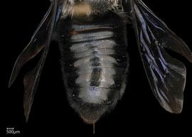   Megachile elizabethae  female abdomen, photo: Chelsey Ritner 
