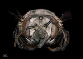   Megachile elizabethae  female face, photo: Chelsey Ritner
