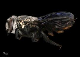   Megachile elizabethae  female lateral habitus, photo: Chelsey Ritner 

