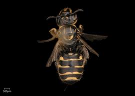   Ceratina simillimanbsp; female dorsal habitus, photo: Joshua Hengel 
