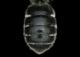   Osmia bidentata  female abdomen, photo: Chelsey Ritner
