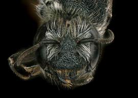   Osmia bidentata  female face, photo: Chelsey Ritner 
