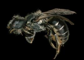   Osmia bidentata  female lateral habitus, photo: Chelsey Ritner 
