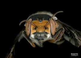   Hackeriapis aurifrons  female face, photo: Colleen Meidt 
