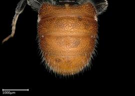   Megachile aff deanii  male abdomen, photo: Colleen Meidt 
