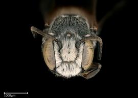   Megachile aff deanii  male face, photo: Colleen Meidt 
