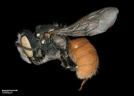  Megachile aff deanii  male lateral habitus, photo: Colleen Meidt
