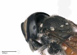   Megachile deanii nbsp;female, photo: Joshua Hengel 
