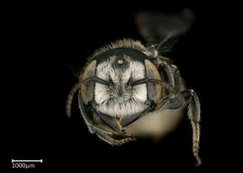   Megachile aff deanii  female face, photo: Colleen Meidt 
