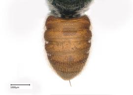   Megachilenbsp; ( Rhodomegachile ) sp. female abdomen, photo: Joshua Hengel 
