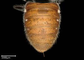   Megachile aff deanii  female abdomen, photo: Colleen Meidt 
