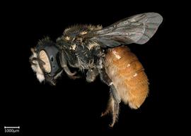   Megachile aff deanii  female lateral habitus, photo: Colleen Meidt 
