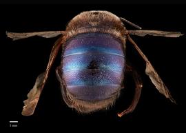  Xylocopa splendidula,nbsp;male, abdomen, habitus, photo: Colleen Meidt 
