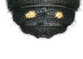   Austrostelis catamarensis  male terga, photo: C. Ritner 
