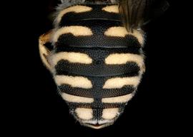   Benanthis madagascariensis  female abdomen, photo: T. Brady 
