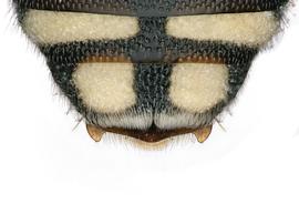   Benanthis madagascariensis  male T6 apical margin simple, photo: C. Ritner 
