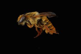   Megachile fulva  female lateral habitus, photo: C. Ritner 
