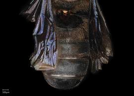   Megachile aethiops  male abdomen, photo: Chelsey Ritner 
