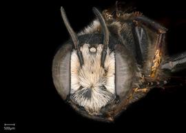   Megachile aethiops  male face, photo: Chelsey Ritner 
