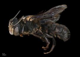   Megachile aethiops  male lateral habitus, photo: Chelsey Ritner 

