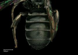   Ceratinanbsp; ( Copoceratina ) sp.nbsp;male abdomen, photo: Brooke Bagot 
