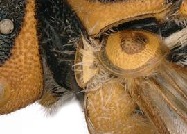   Icteranthidium discoidale  female pronotal lobe lamellate, photo: C. Ritner 
