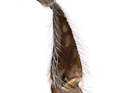   Apis florea  female hind tibia, photo: T. Brady 
