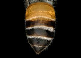   Apis florea  female abdomen, photo: T. Brady 
