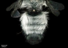   Megachile sauleyi  female abdomen, photo: Brooke Bagot 
