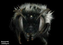   Megachile sauleyi  female face, photo: Brooke Bagot
