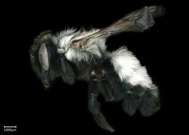   Megachile sauleyi  female lateral habitus, photo: Brooke Bagot 
