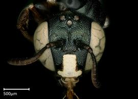   Ceratinanbsp; ( Copoceratina ) sp.nbsp;male face, photo: Brooke Bagot 
