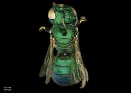   Ceratina binghaminbsp; female dorsal habitus, photo: Chelsey Ritner 
