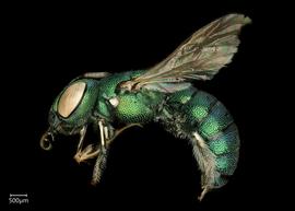   Ceratina binghaminbsp; female lateral habitus, photo: Chelsey Ritner 
