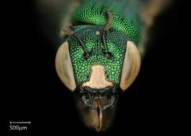   Ceratina binghaminbsp; female face, photo: Chelsey Ritner 
