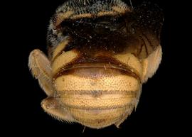   Larinostelis scapulata  male abdomen, photo: T. Brady 
