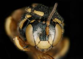   Larinostelis scapulata  female face, photo: C. Ritner 
