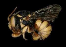   Larinostelis scapulata  female lateral habitus, photo: C. Ritner 
