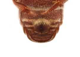   Metadioxys graeca  male S6 with emargination, photo: C. Ritner copy; Division of Entomology, University of Kansas Biodiversity Institute 
