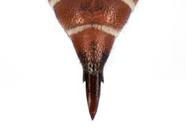   Ensliniana bidentata  female terga, photo: C. Ritner copy; Division of Entomology, University of Kansas Biodiversity Institute 
