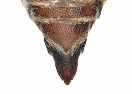   Coelioxys novomexicana  female S6, photo: C. Ritner 
