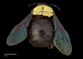  Xylocopa aestuans, abdomen, female, habitus, photo: J. Scott Adams 
