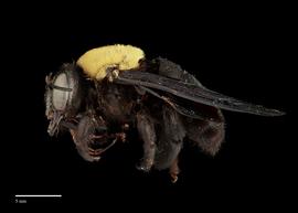  Xylocopa aestuans, female, lateral, habitus, photo: J. Scott Adams 
